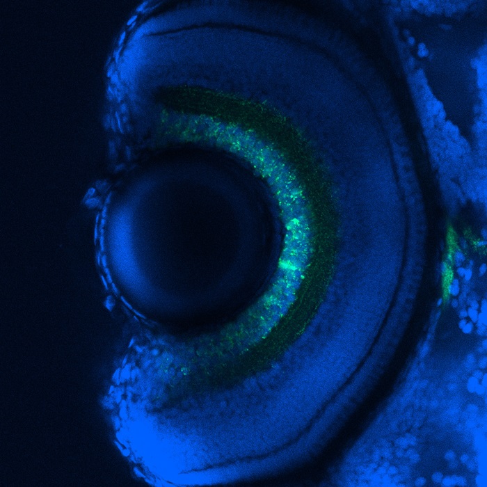 An image displaying the head, and specifically the eye, of a five-day-old zebrafish larva